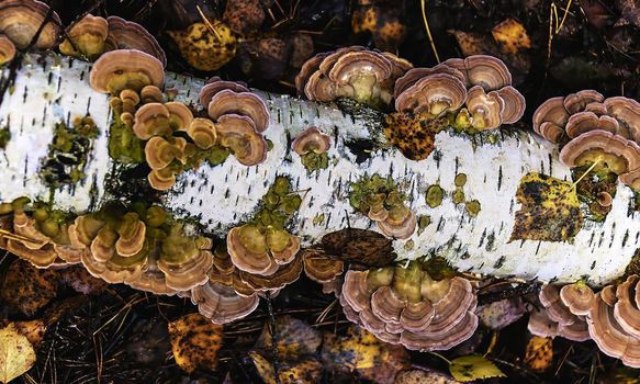 Solid brown tree fungus on the trunk of a fallen birch close-up in autumn. Dry brown foliage and black and white bark. Picturesque nature.