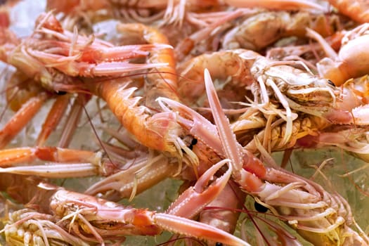 Close up of fresh scampi in a fish store