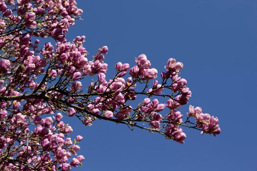 Magnolia flowers in Spring, blue sky on background