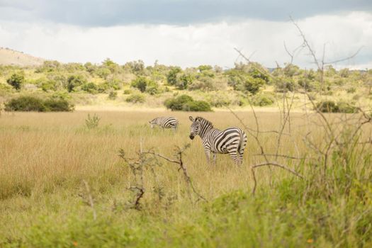 Two zebras resting and eating grass on the dry grasslands