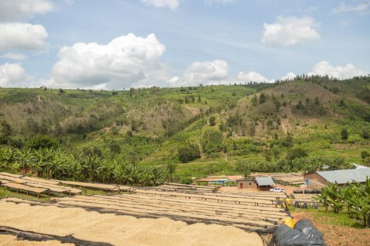 Top view of coffee beans on drying tables at farm in Africa, Rwanda