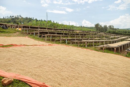 Coffee beans on the ground and special drying rack at farm, Rwanda