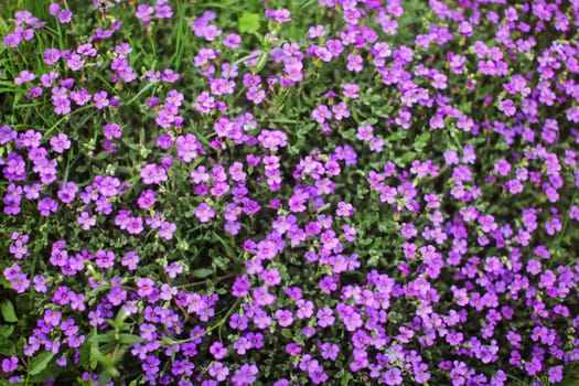 Shallow depth of field photo (only some blossoms in focus) - small purple flowers, in green leaves. Abstract spring background.