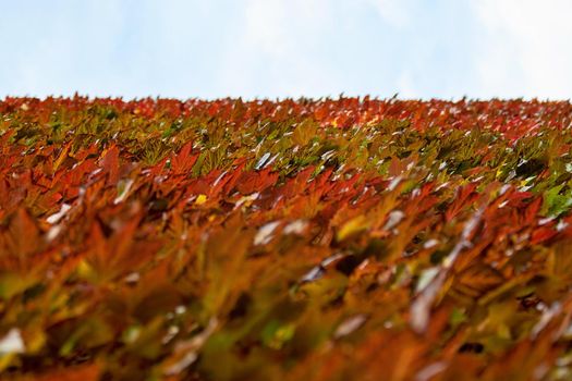 Red brown and yellow coloured ivy growing on the wall, blue and white sky in distance. Abstract autumn background.