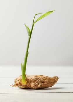 Dry ginger (Zingiber officinale) root with green sprout on white boards and background.