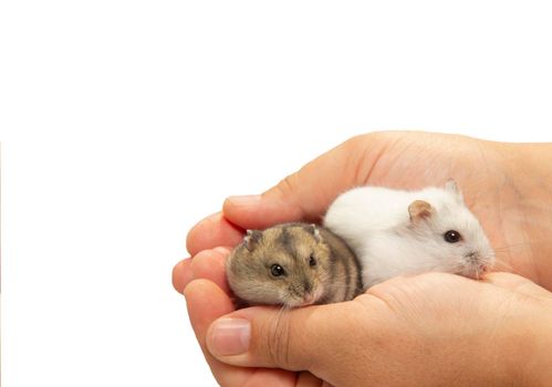 two hamsters in the palms of the hostess. Cute little hamsters in their hands. Portraits of hamsters in their hands on a white background with a copy space.