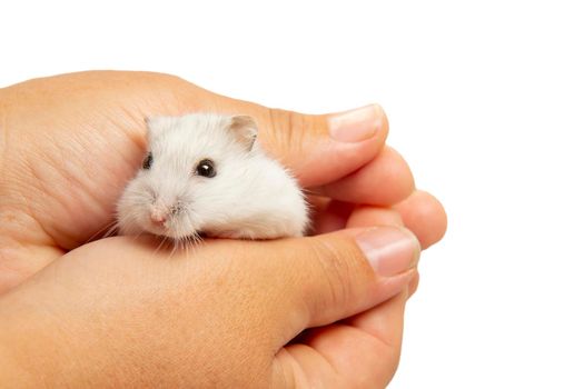 The cute hamster sits on the palm and is covered with the second palm of the hostess. Taking care of a pet. The concept of care and care.