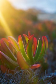 Colorful succulent Carpobrotus chilensis in the rays of the setting sun close up