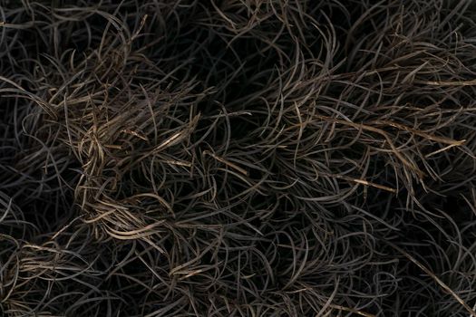 Burnt grass patterned abstract gray background close up