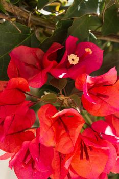 Bright pink flowers of Bougainvillea Buttiana close up