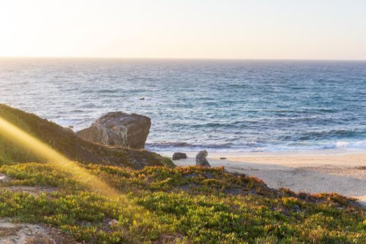 The coast of the Atlantic Ocean with a sandy beach and colorful succulents on the shore in the rays of the setting sun view