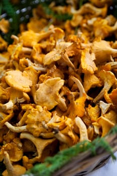 Girolle mushrooms in a wicket basket on a market stall