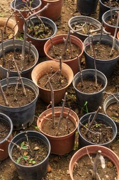 Cuttings sprout in the spring in a pot. The process of rooting before planting in the ground. Background