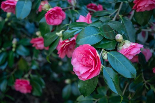 Purple pink color of camellia flower head in early spring in garden with blurred background. High quality photo