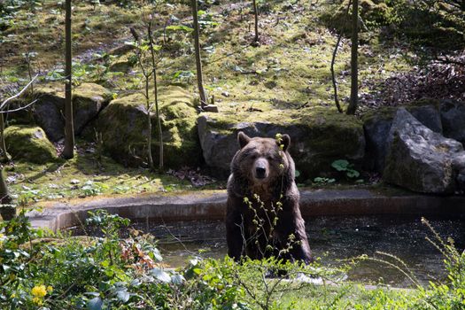 a brown bear swims in a swimming pool on a sunny spring day in the green zoo wuppertal germanyHigh quality photo