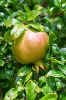 Green pomegranate ripening on a branch close up