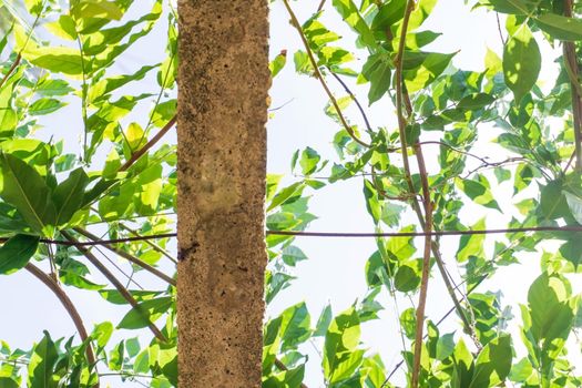 Bottom view of green branches on a concrete pole against a sunny sky Background