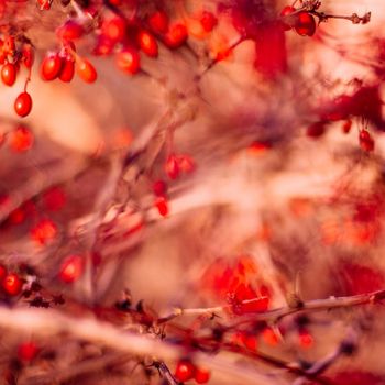 abstract autumn art - nature and environment concept, elegant visuals