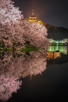 Sankeien Night Sakura. Shooting Location: Yokohama-city kanagawa prefecture