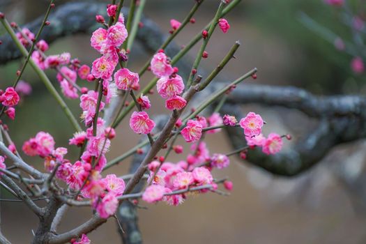 Ume of Okurayama Mae Garden. Shooting Location: Yokohama-city kanagawa prefecture