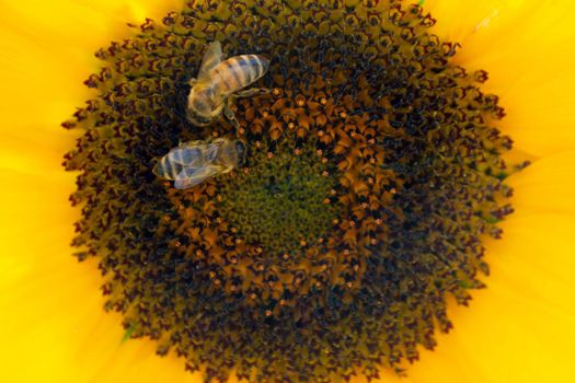 Bee collecting pollen from sunflowers head in the nature. High quality photo