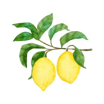 Watercolor hand drawn illustration with yellow ripe mediterranean lemons and green leaves. Summer fruit citrus clipart for wedding cards invitations, nature design