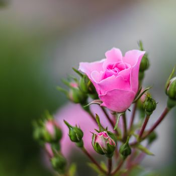 Soft pink rose Bonica with buds in the garden. Perfect for background of greeting cards