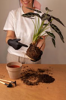 Transplanting a houseplant into a new flower pot. Girls's hands in gloves working with soil and roots of Alocasia Bambinoarrow plant.