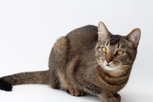 Isolated tricolor cat with yellow eyes looking aside on white background