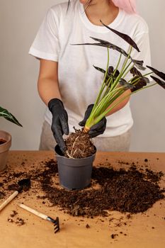 Transplanting a houseplant into a new flower pot. Girls's hands in gloves working with soil and roots of Alocasia Bambinoarrow plant.