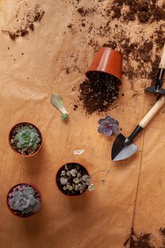 Concept of a home garden. Growing succulent plants in pots. Care of indoor plants. Preparation of the home plants for transplantation.