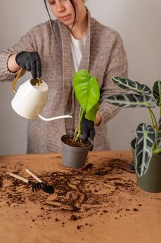 Transplanting a houseplant into a new flower pot. Girls's hands in gloves working with soil and roots of Monstera Deliciosa tropical plant.