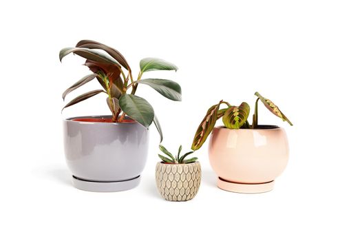 Parents and their child - gardening, growing and plants care concept. Three plants in pots in one photo: Ficus Elastica, Gasteria and Marantha. Isolated on white.