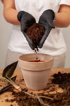 Transplanting a houseplant into a new flower pot. Girls's hands in gloves working with soil and roots of Alocasia Bambinoarrow plant.