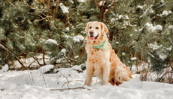 Golden retriever dog in winter time playing in snow with stick. Cute purebred doggy pet in cold weather outside in forest
