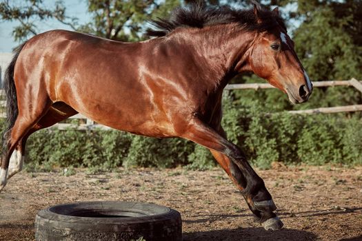 Horse running in the paddock on the sand in summer. Animals on the ranch.