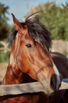 Beautiful brown horse, close-up of muzzle, cute look, mane, background of running field, corral, trees. Horses are wonderful animals