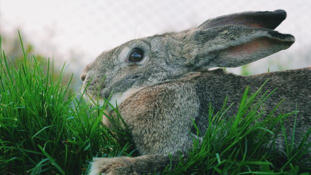 Serious, concentrated cottontail bunny rabbit in the green grass in the field, meadow. Wildlife, closeup. After the rain.