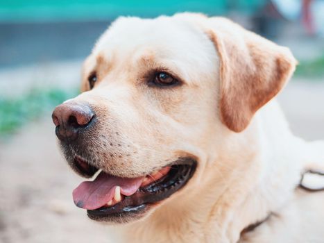 Beautiful adult golden labrador dog. Doggy smiling. He's feeling hot at summer.