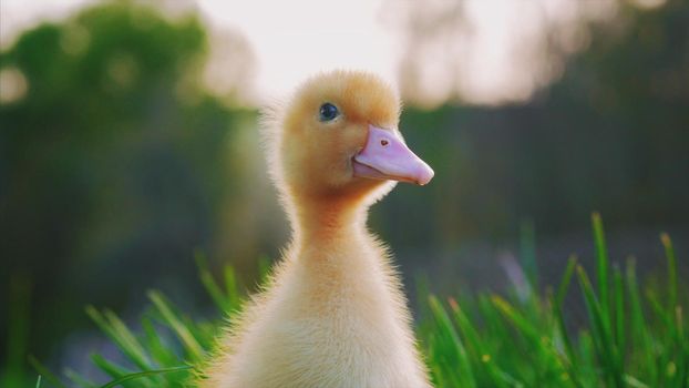 Little yellow duckling on green grass. Funny bird on the farm