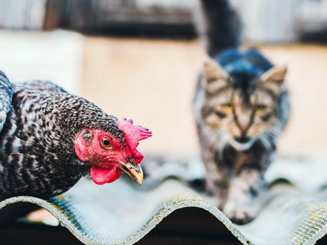 Super close-up portrait of chicken on home farm. Livestock, housekeeping organic agriculture concept. Hen with red scallop looking to camera, cat blurred on background.