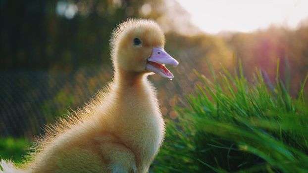 Little yellow duckling on green grass. Funny bird on the farm