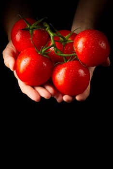 women holding fresh tomatoes. Food, vegetables, agriculture. isolated on black background