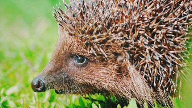 Sweet hedgehog in nature background. Natural light. Close up view.