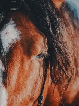 Brown stallion. Portrait of a sports brown horse. Riding on a horse. Thoroughbred horse. Beautiful horse.