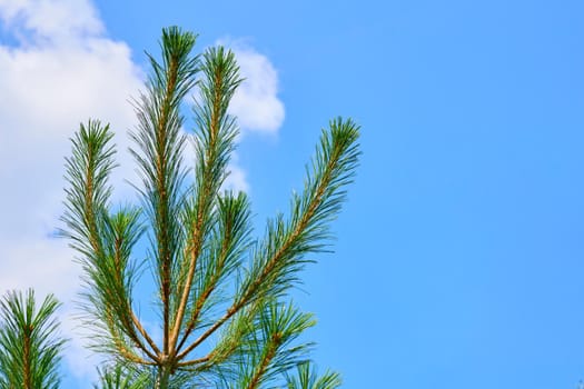 a widespread coniferous tree which has a distinctive conical shape and hanging cones, widely grown for timber, pulp, and Christmas trees.