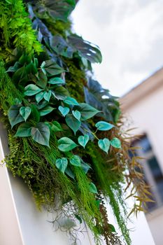 Plants on a facade of a Parisian house