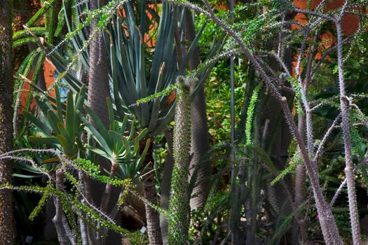 Background of mediterranean plants