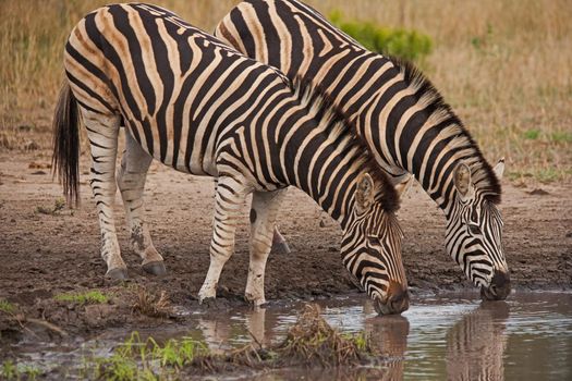 Two Burchell's Zebra (Equus quagga burchellii) drinking from a pool in Krugrt National Park. South Africa.