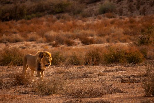 Male Lion (Panthera leo) patrolling his territory in Kgalagadi Trans Frontier National Park, Southern Africa